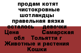 продам котят. чистокровные шотландцы , правельная вязка, осталось  3 девочки › Цена ­ 2 000 - Самарская обл., Тольятти г. Животные и растения » Кошки   